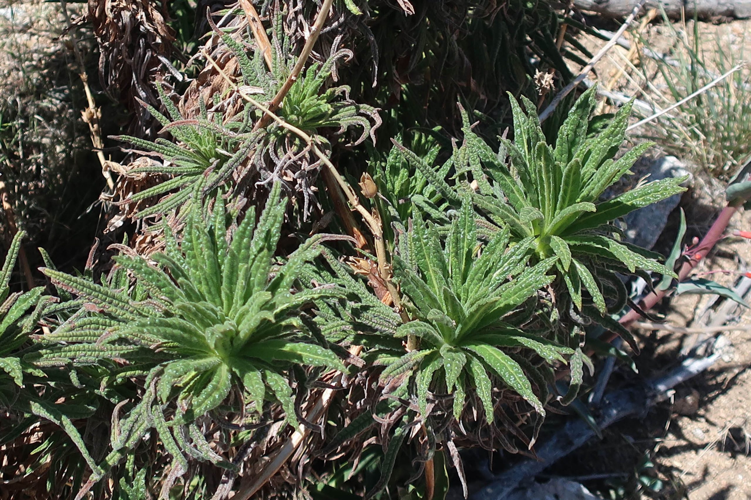 Poodle Dog Bush Found At About 5200 Elevation In The San Flickr