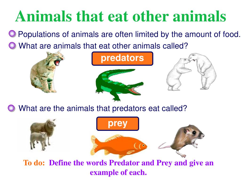 Ppt Predator Prey Relationships Powerpoint Presentation Free