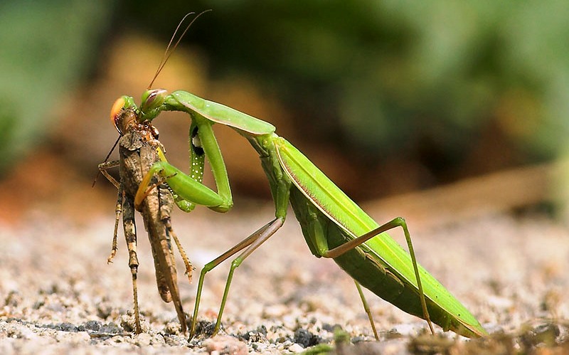 Praying Mantis Facts Interesting Facts About Praying Mantis By