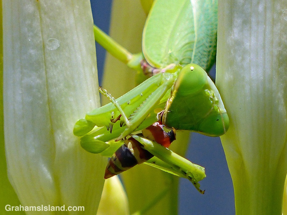 Praying Mantis Wasp: Effective Garden Protection