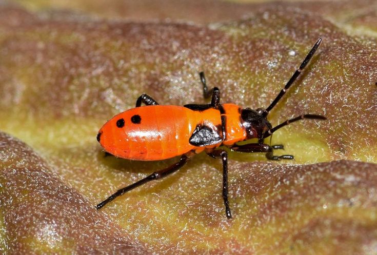 Premium Photo A Red And Black Insect With A Black And Orange Tail