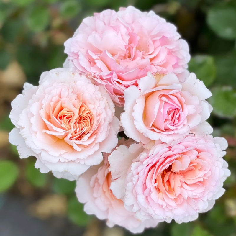 Princesse Charlene De Monaco Rose Of The Year Roger S Gardens