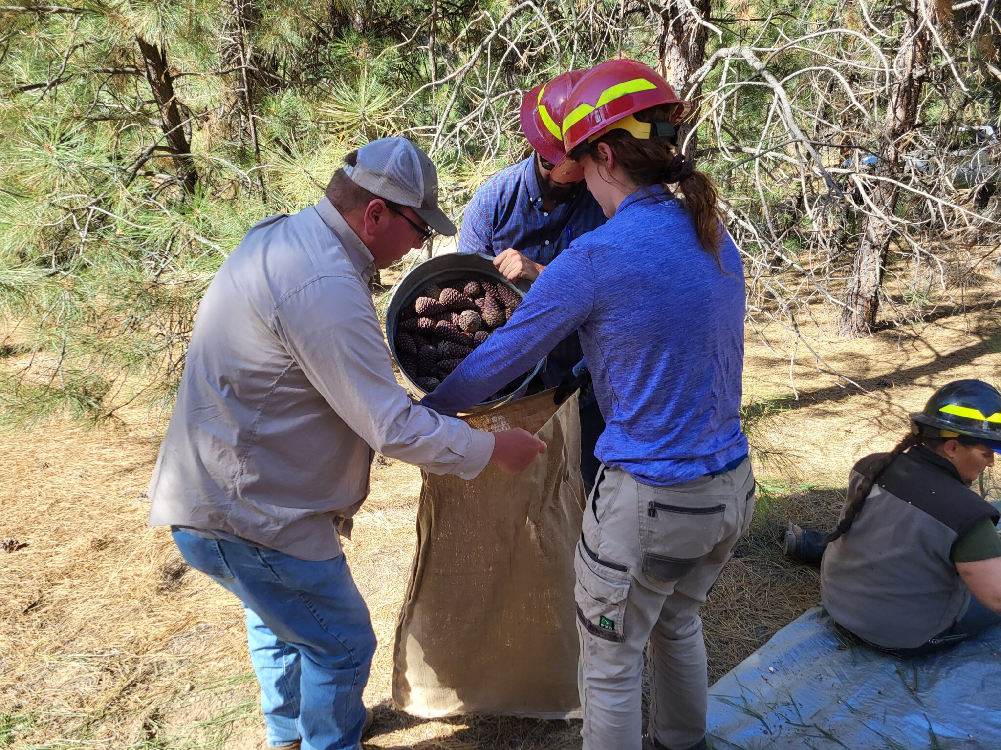 Project Pinecone Aims To Recover Idaho S Forests After Wapiti Fire Idaho Capital Sun