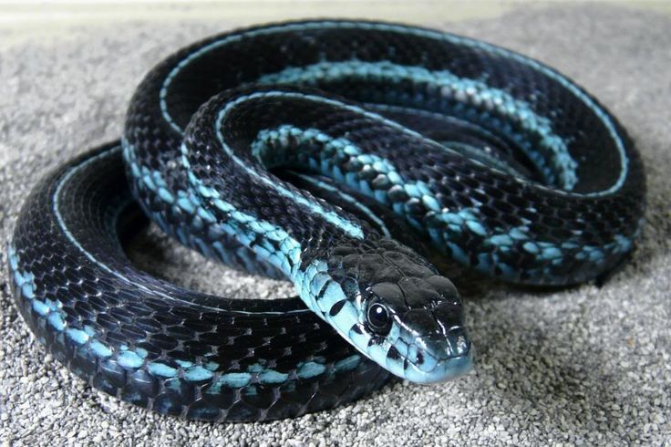 Puget Sound Garter Snake Is Best Known For It S Distinct Bright Blue Scales Garter Snake