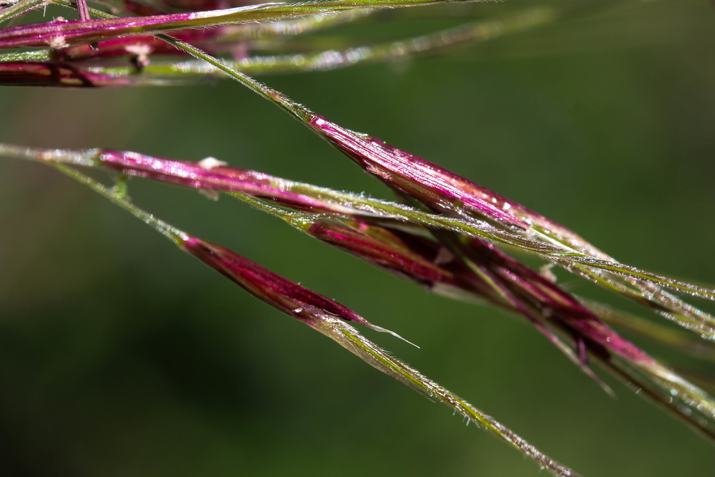 Purple Needle Grass Bojedaplants