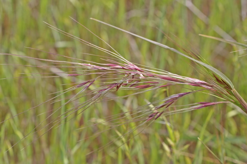 Purple Needlegrass Kataloggeo