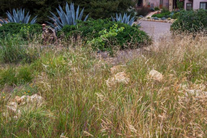 Purple Needlegrass Stipa Pulchra Nassella Pulchra Mowing