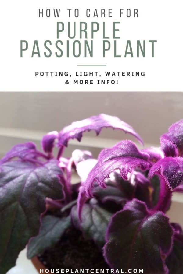 Purple Passion Plant Care How To Grow Gynura Aurantiaca Indoors