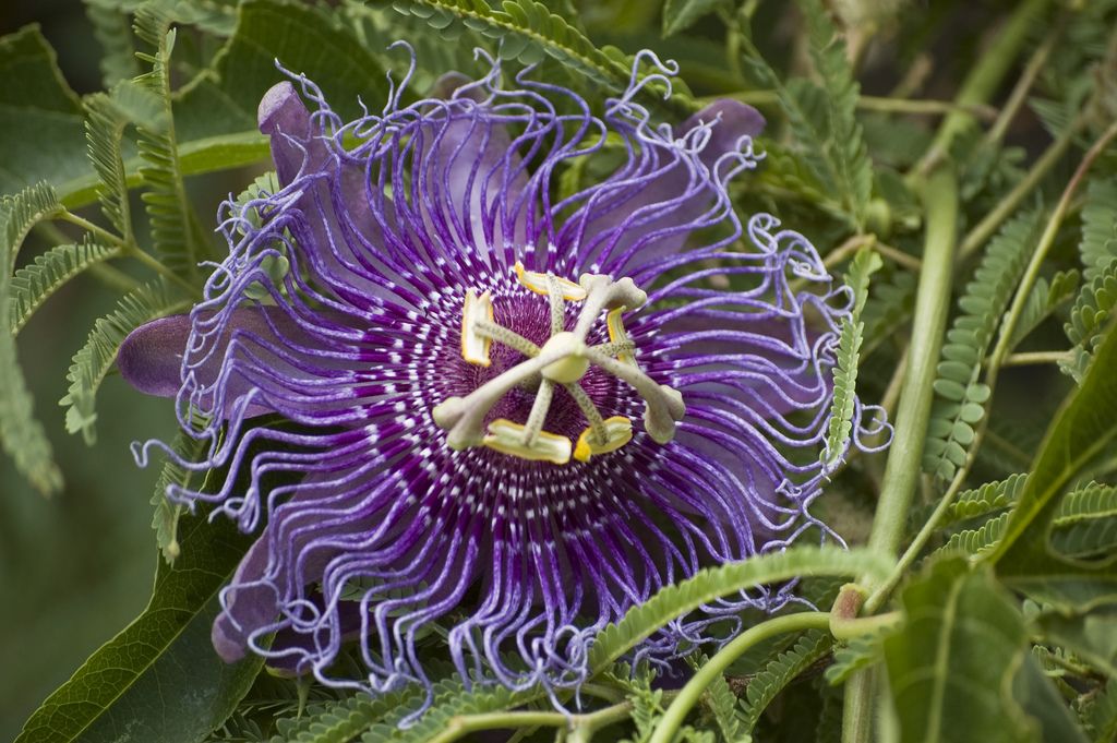 Purple Passion Plant Care Tips For Growing Purple Passion Houseplants Passion Flower Plant