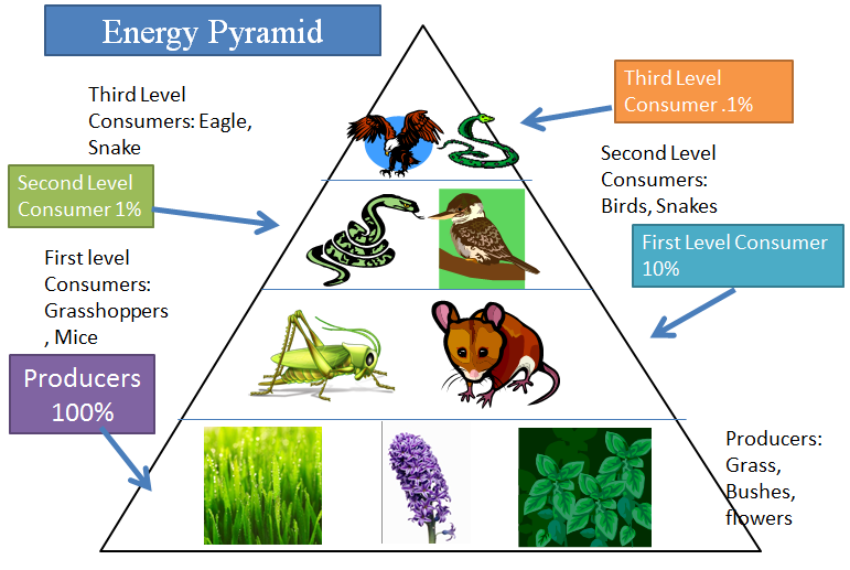 Pyramid Of Energy Explained