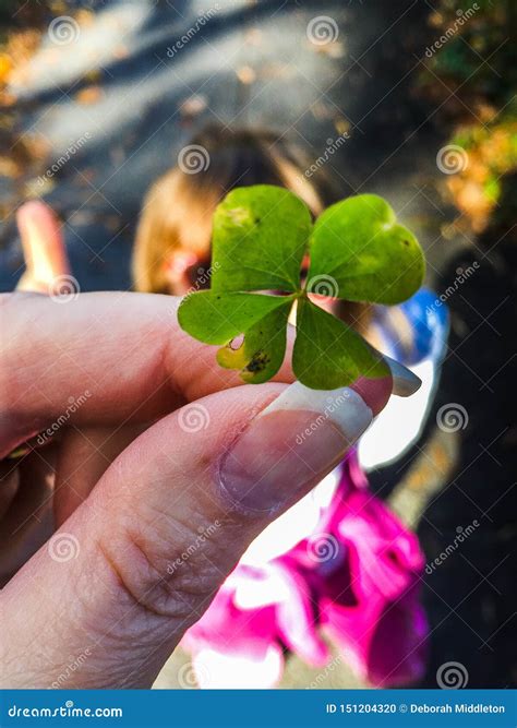 Rare Four Leaf Clover In Hand Stock Photo Image Of Fresh Luck 151204320