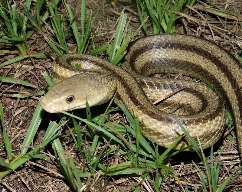 Rat Snake Florida