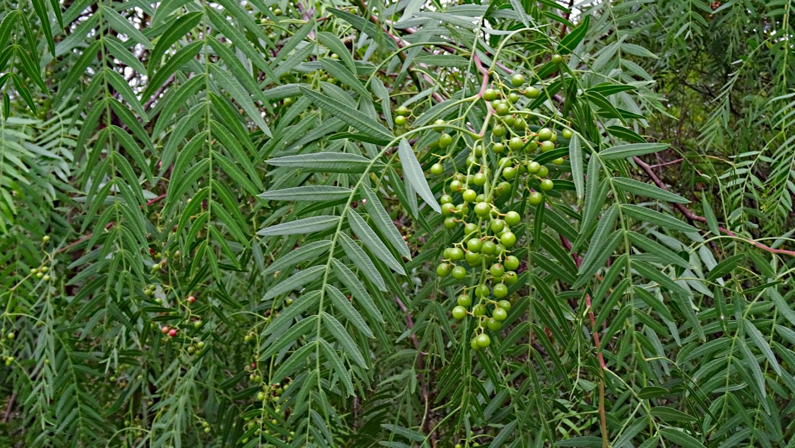 Real World Gardener Peppercorn Tree Is Plant Of The Week Real World