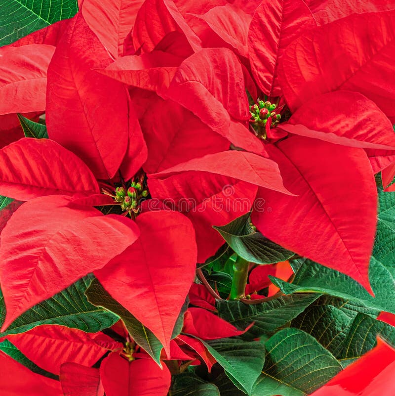 Red Christmas Flower Poinsettia As A Background Wallpaper Xmas Symbol