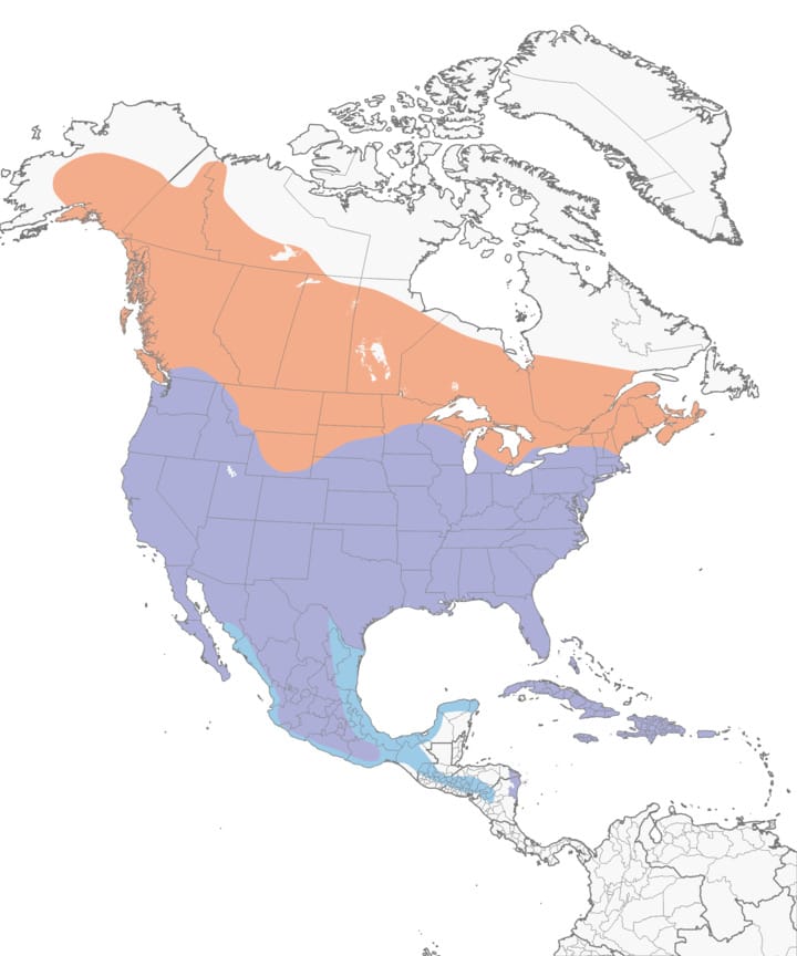 Red Tailed Hawk Pictures: Habitat Insights