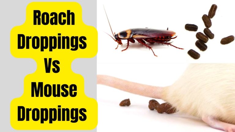 Roach Droppings Guide: Identify And Eliminate