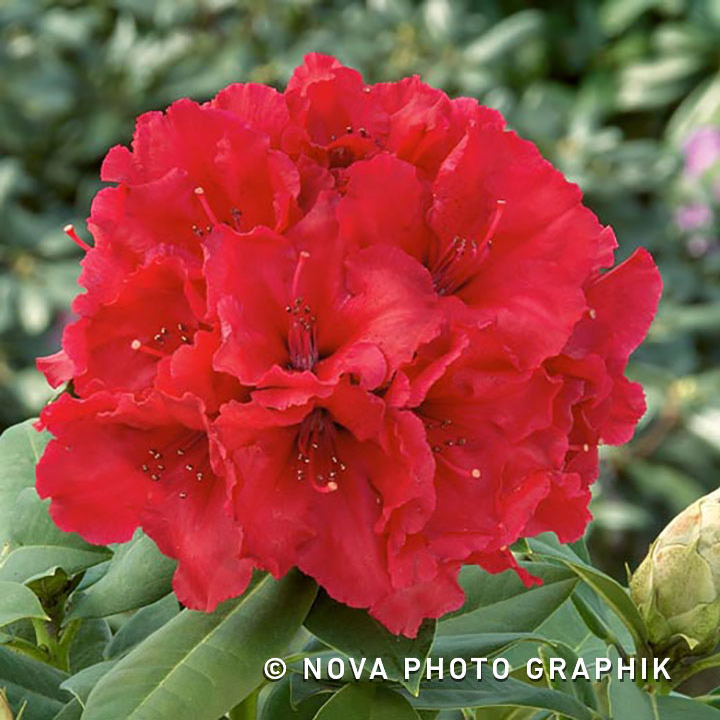 Rododendron Rhododendron Red Jack