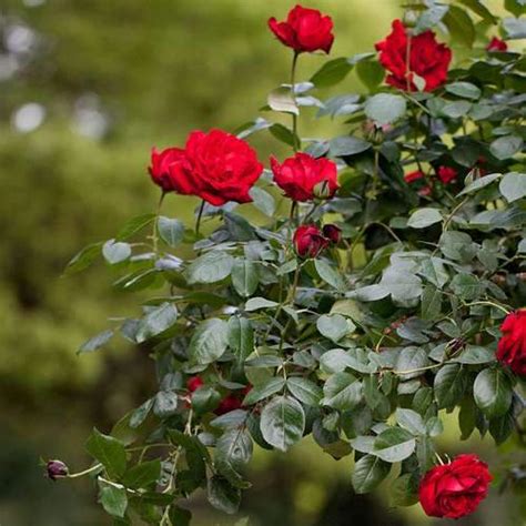 Rosa Dublin Bay Climbing Rose Future Forests