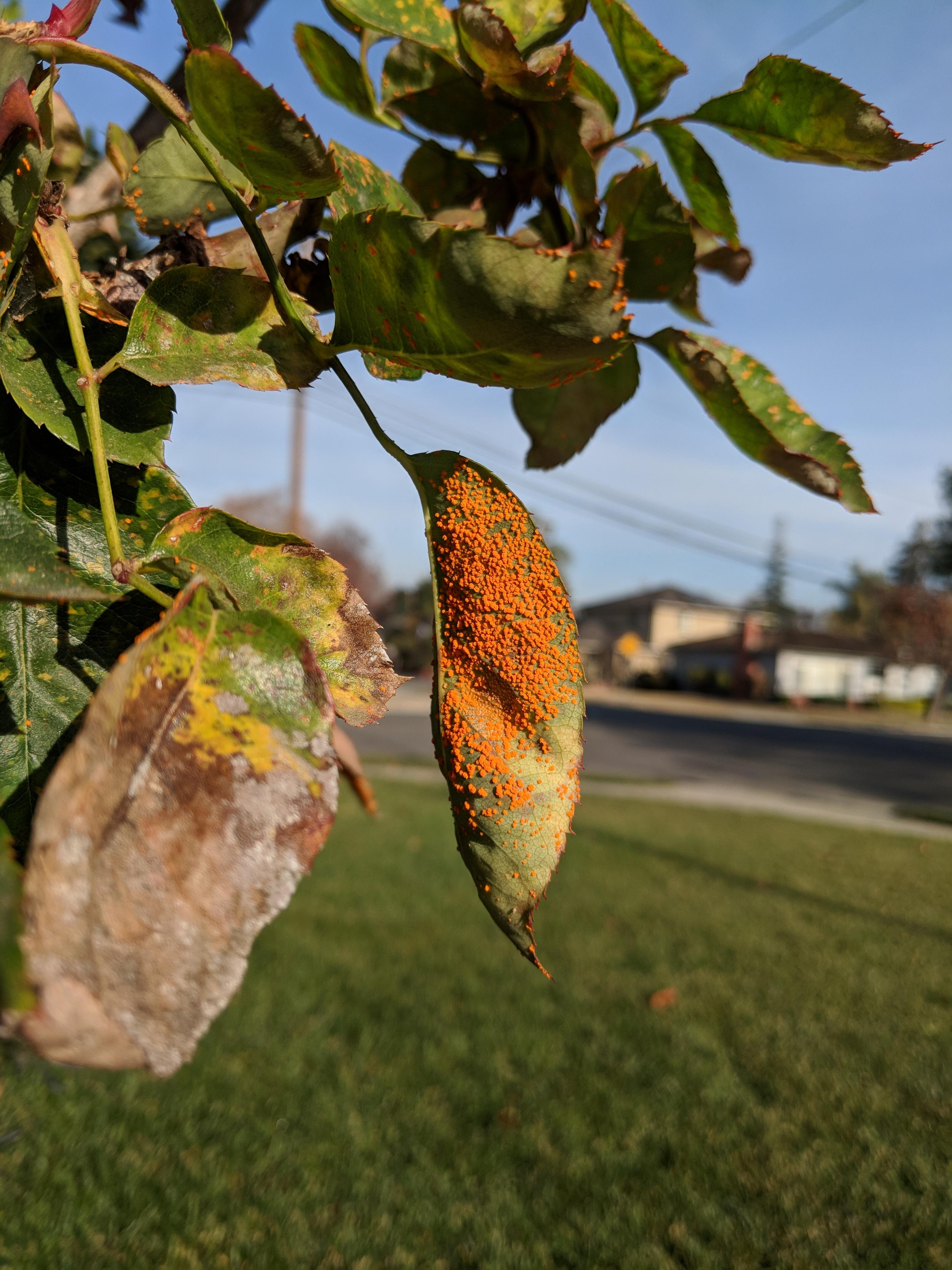 Rose Bush Leaves