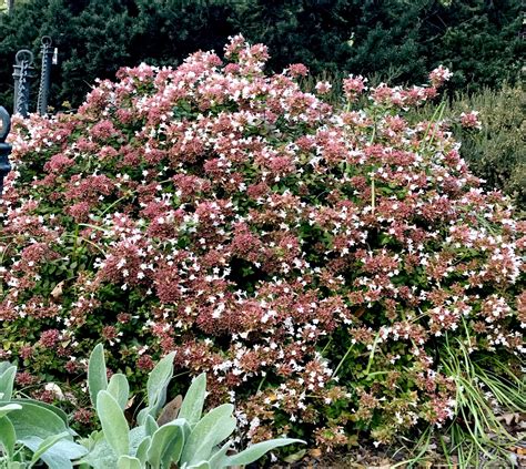 Rose Creek Abelia