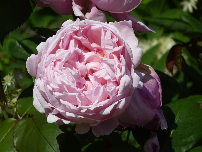 Roses Du Jardin Ch Neland Rosier Brother Cadfael