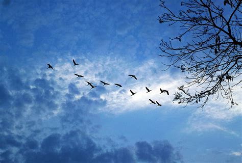 Royalty Free Photo Photo Of Flying Birds Pickpik