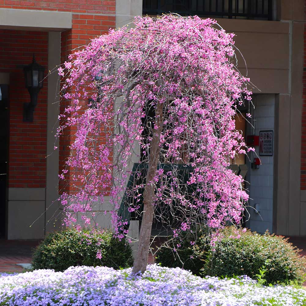 Ruby Falls Redbud