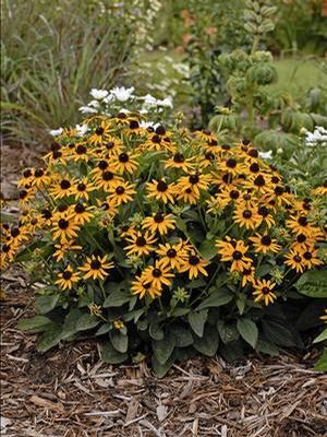 Rudbeckia Fulgida Var Sullivantii Little Goldstar Rudbekie T Apatka Zahradnictv