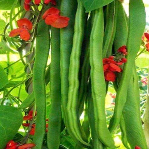 Runner Bean Enorma Budget Seeds