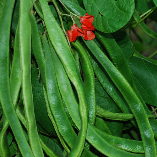 Runner Bean Enorma Kings Seeds Direct