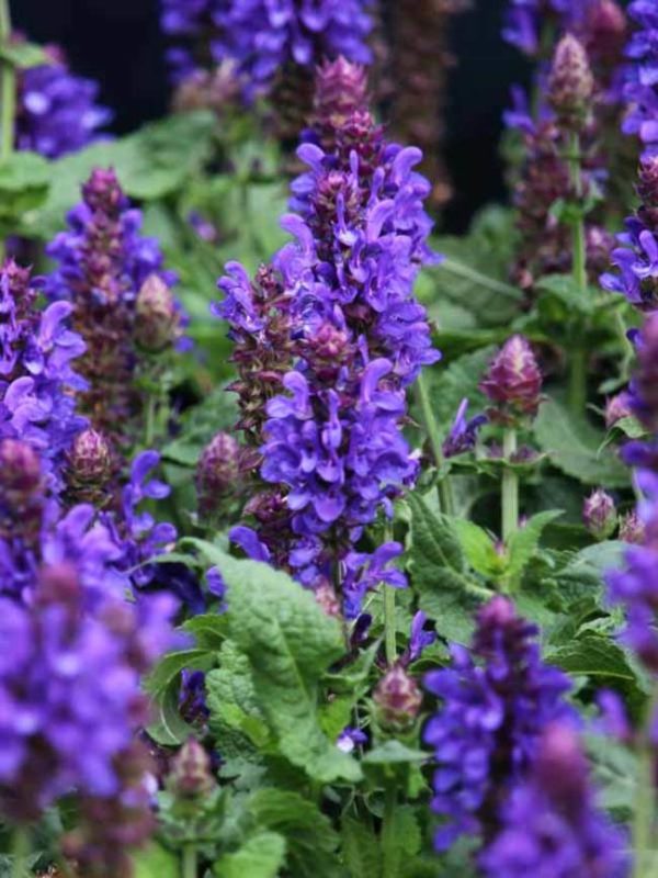 Salvia Blue Marvel