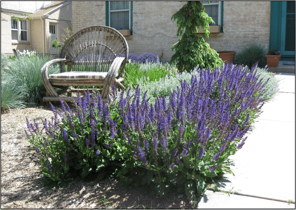 Salvia Nemorosa May Night Meadow Sage May Night Lurie Garden