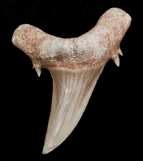 Sand Tiger Shark Tooth