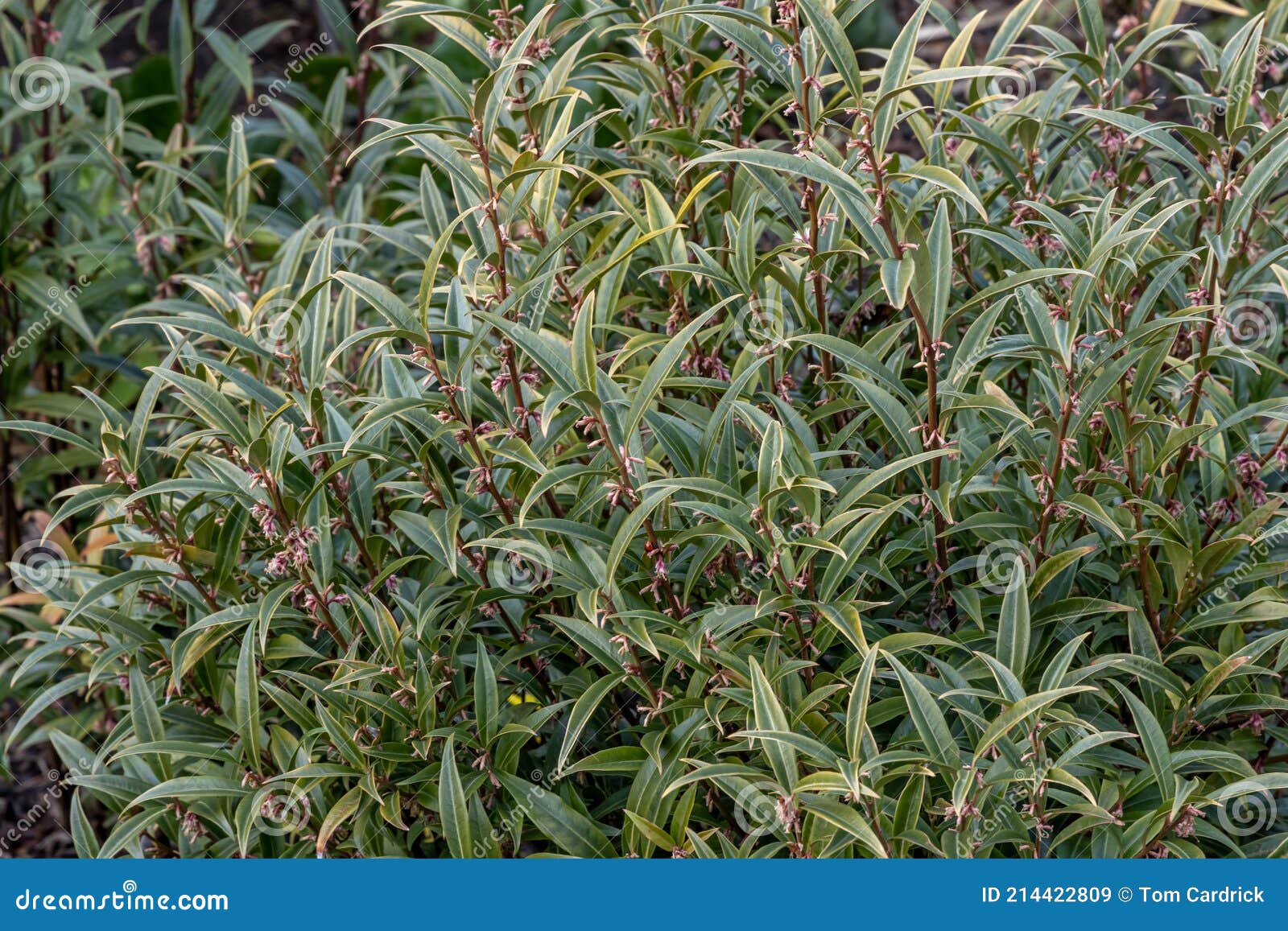 Sarcococca Hookeriana Purple Stem