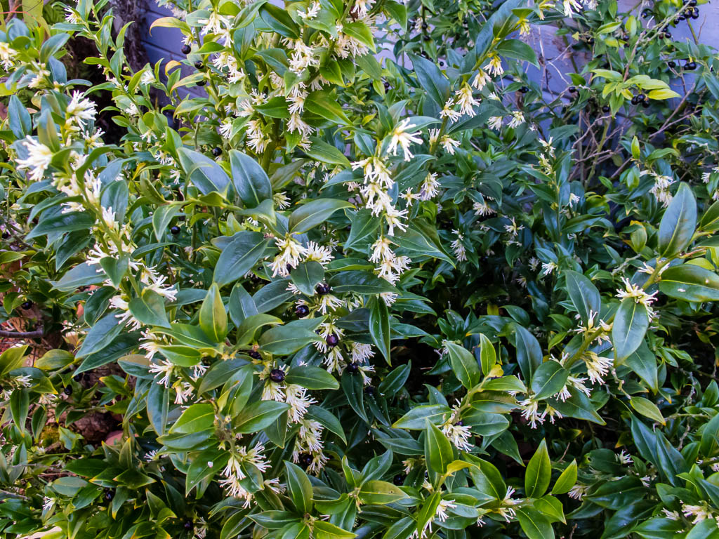 Sarcococca Hookeriana: Vibrant Winter Color