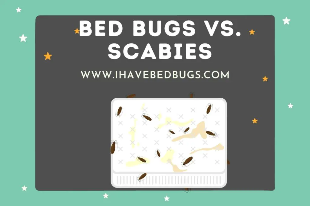 Scabies Vs Bed Bugs Quick Guide To Spot The Differences