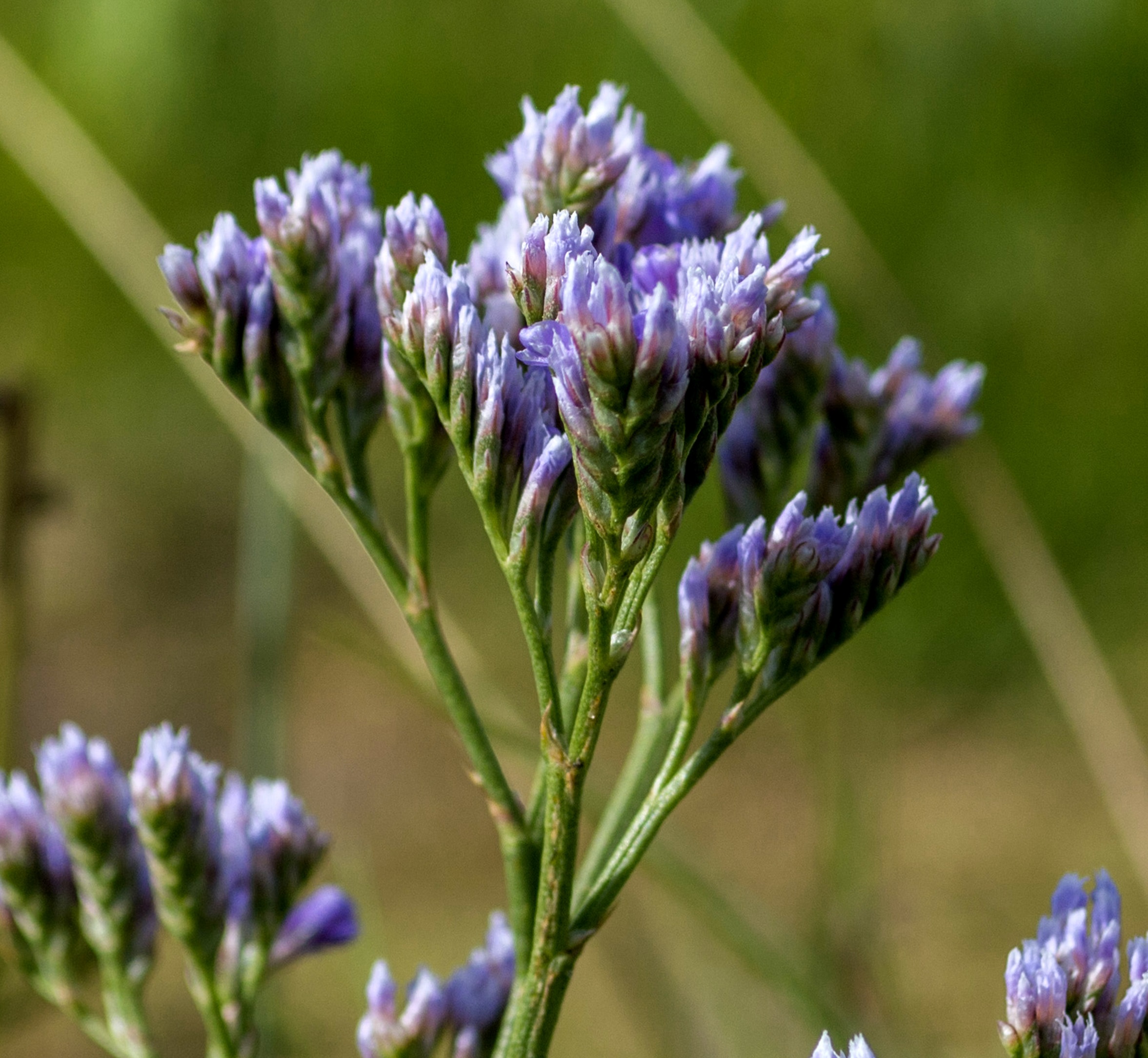 Sea Lavender Plant