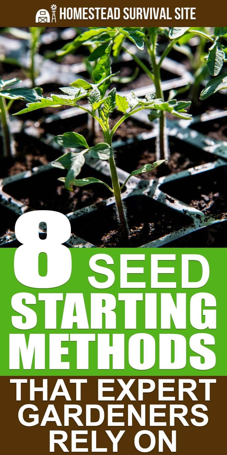 Seed Starting Methods Used By Expert Gardeners