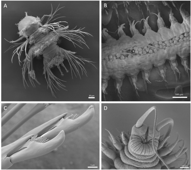 Sem Electron Microscopy: Expert Insights