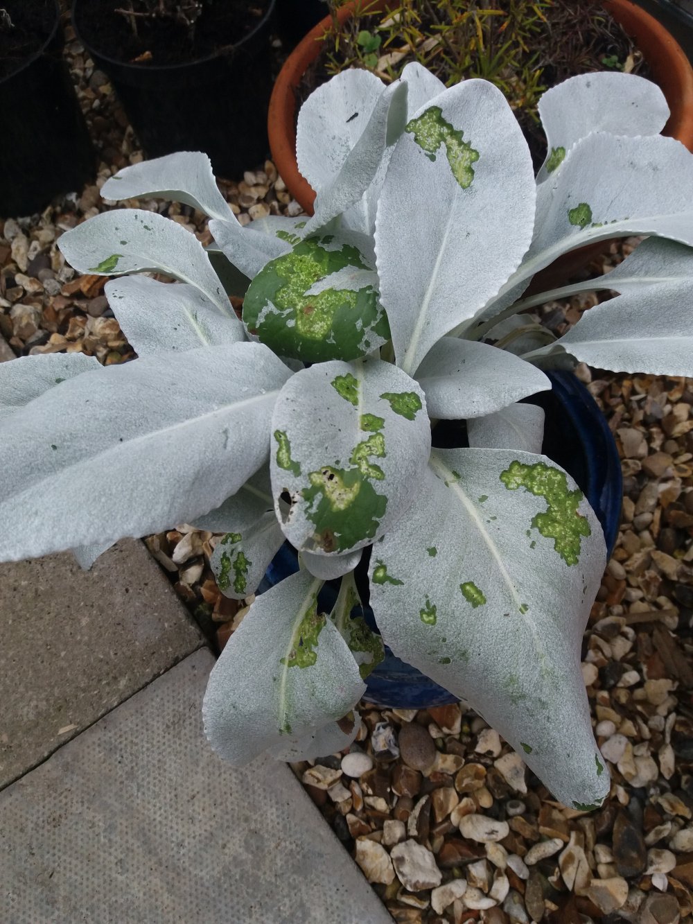 Senecio Angel Wings Planting And Care Bbc Gardeners World Magazine