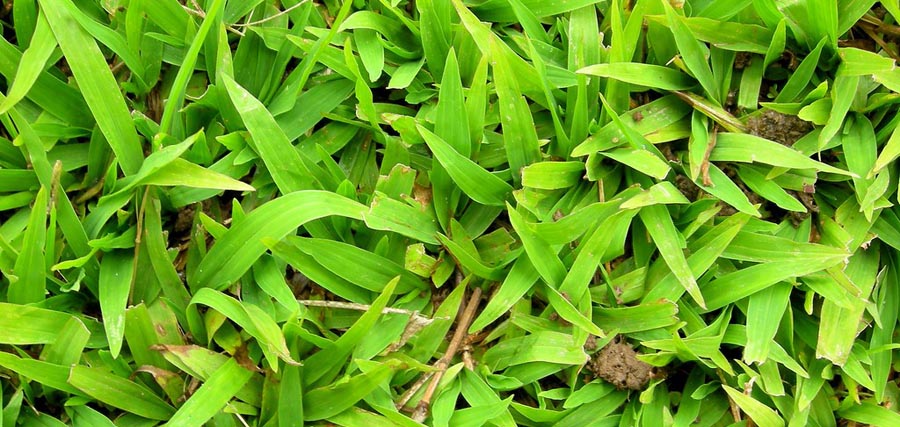 Shade Tolerant Grass Learn About The Best Grass Seed For Shade