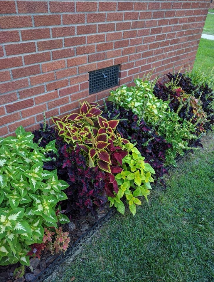 Shrubs In Borders