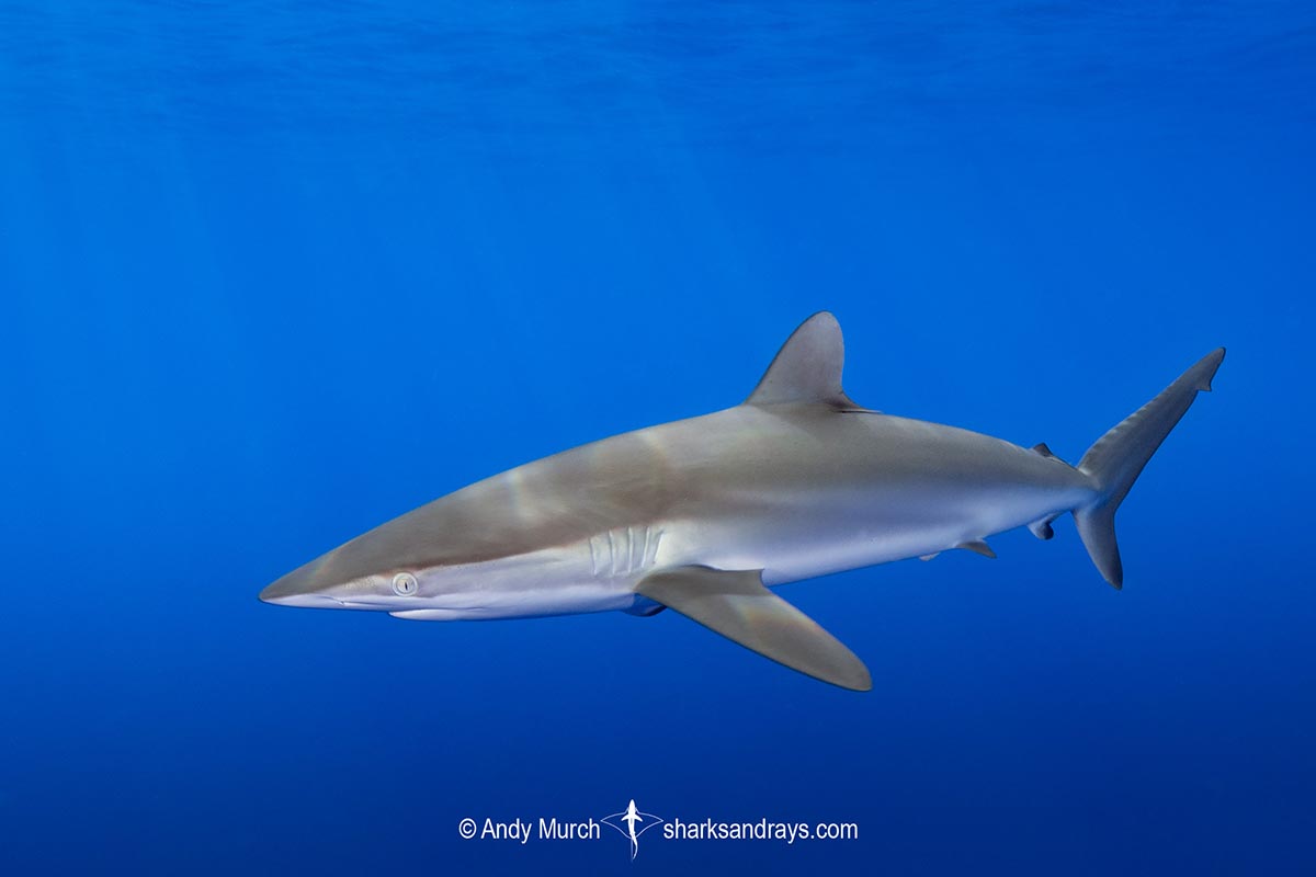 Silky Shark: Reaches Maximum Length Of 12 Feet