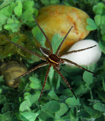 Six Spotted Fishing Spider From Along Turkey Creek Tapawingo Rd