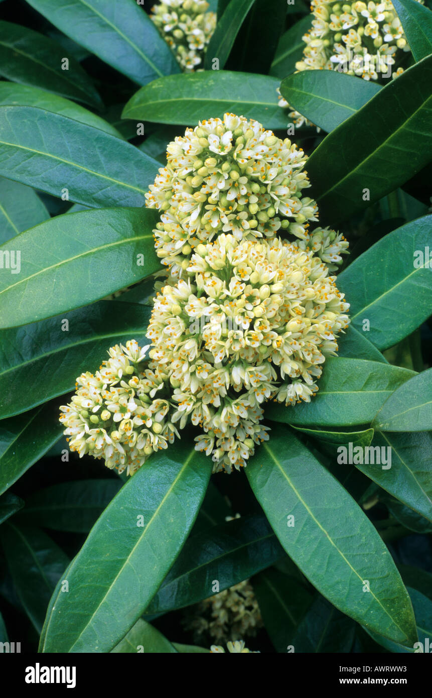 Skimmia X Confusa Guide: Thrive Easily