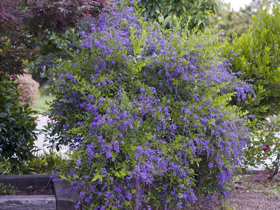 Sky Flower Duranta Erecta