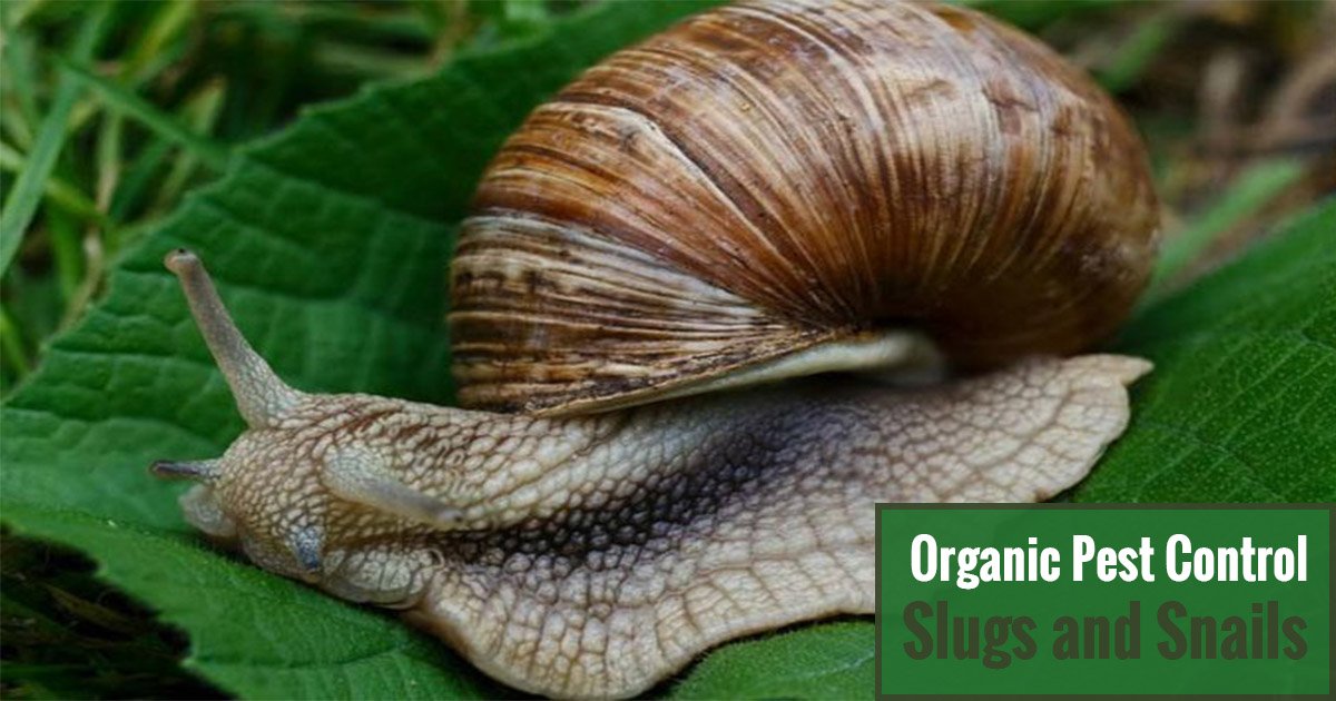 Snails And Slugs Quick Tips Natural Pest Control Pdf