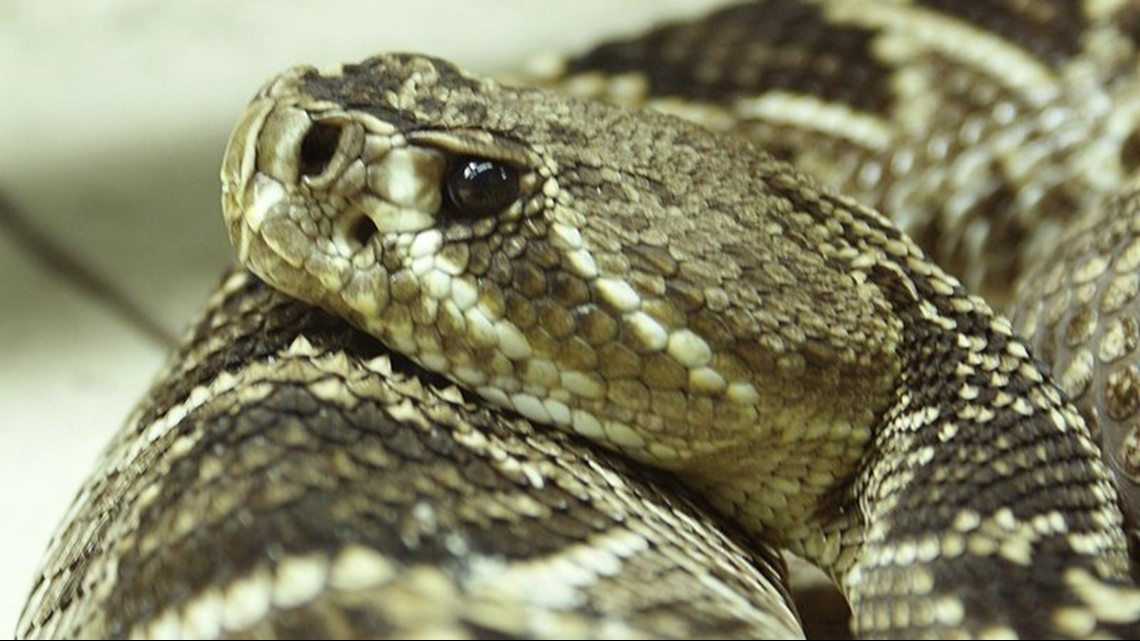 Snakes In Florida A Guide To Venomous And Non Venomous Snakes Wtsp Com