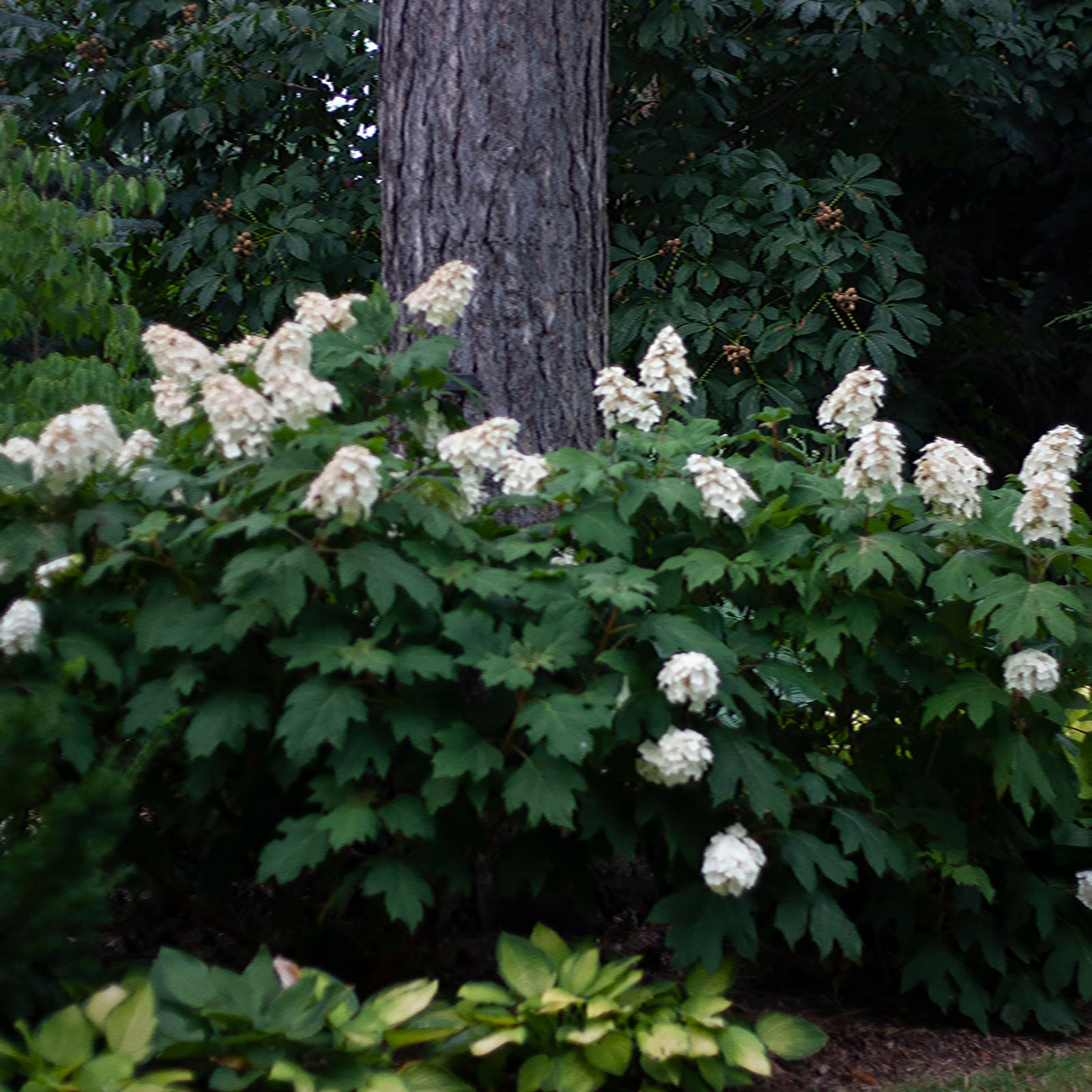 Snow Queen Oakleaf Hydrangea Woodland Plants Oakleaf Hydrangea