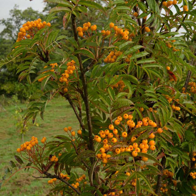 Sorbus Autumn Spire: Vibrant Fall Color Tree